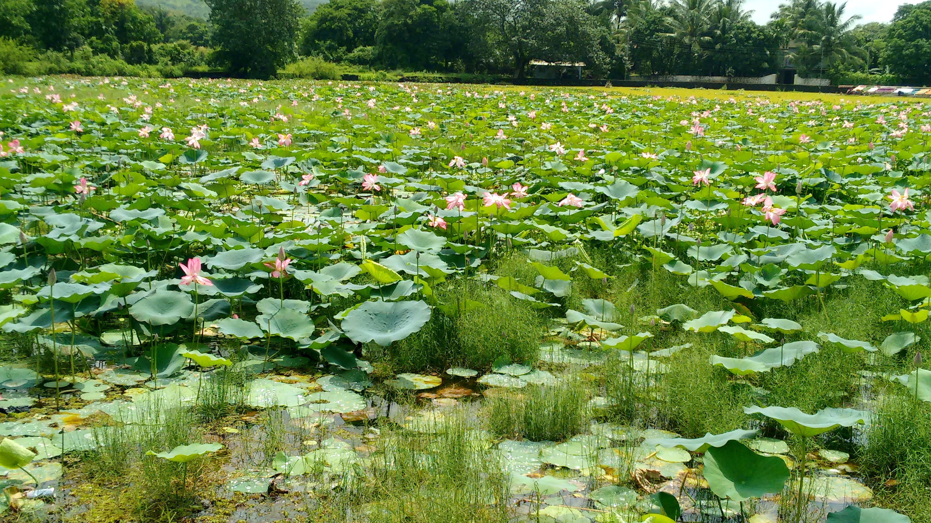 Lotus Pond 